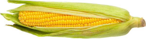 corn cob